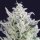 Crockett Family Farms Tri Berry - 12 reguläre Samen