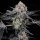 Compound Genetics High Society - 7 feminisierte Samen