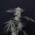 Compound Genetics Luxar-Dos - 5 feminisierte Samen