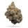 Compound Genetics Frosted Fujis - 5 feminisierte Samen