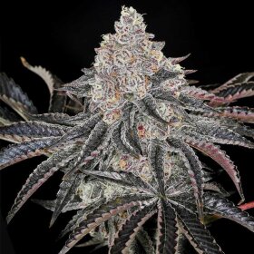 Compound Genetics Permafunk - 5 feminisierte Samen