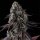 Compound Genetics Fruit Riot - 3 feminisierte Samen