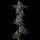 Compound Genetics Mellowz *Grape Gas* - 3 feminisierte Samen
