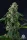 Compound Genetics Presidential Pardon (Eye Candy 2) - 3  feminisierte Samen