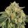 Wizard Trees Genetics Bow Shooter - 6 feminisierte Samen