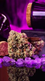 Wizard Trees Genetics Wizard Fuel - 6 feminisierte Samen