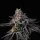Wizard Trees Genetics Rainbow Gelato - 3 feminisierte Samen