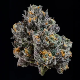 Wizard Trees Genetics Top G - 3 feminisierte Samen