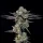 Wizard Trees Genetics Top G - 3 feminisierte Samen