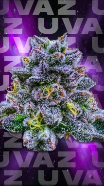 Wizard Trees Genetics Uvaz - 3 feminisierte Samen