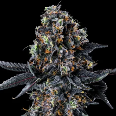 Wizard Trees Genetics White Soho - 3 feminisierte Samen