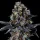 Wizard Trees Genetics White Soho - 3 feminisierte Samen