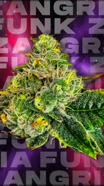 Wizard Trees Genetics Zangria Funk - 3 feminisierte Samen