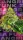 Wizard Trees Genetics Zangria Funk - 3 feminisierte Samen