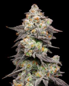 Cookies Seed Bank Acai Grapes - 6 feminisierte Samen
