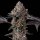 Cookies Seed Bank Berniehana Butter x Triple Scoop - 6 feminisierte Samen