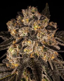 Cookies Seed Bank Cherry Fritter - 6 feminisierte Samen