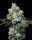 Cookies Seed Bank Elephant Trunk - 6 feminisierte Samen