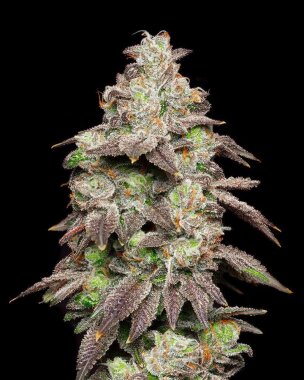 Cookies Seed Bank Fried Banana - 6 feminisierte Samen