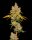 Cookies Seed Bank Lemon Cherry Sherb - 6 feminisierte Samen