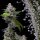 Cookies Seed Murder Hornet - 3 feminisierte Samen