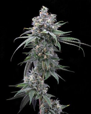 Cookies Seed Bank Pie Piss - 6 feminisierte Samen