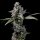 Cookies Seed Bank Pink Passion Fruit - 6 feminisierte Samen