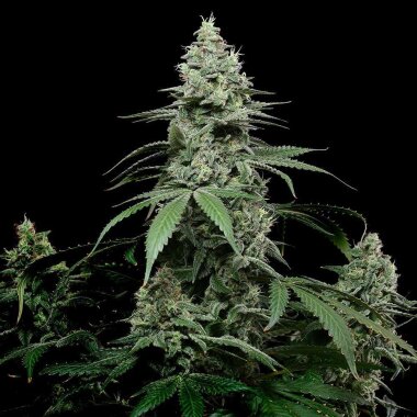 Cookies Seed Bank Sunset Pie - 6 feminisierte Samen