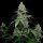 Cookies Seed Bank Sunset Pie - 6 feminisierte Samen