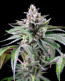 Cookies Seed Bank Sunsetz - 6 feminisierte Samen