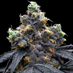 Cookies Seed Bank White Runtz x Hollywood - 6...