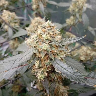 Conscious Genetics OG Scotti - 12 reguläre Samen