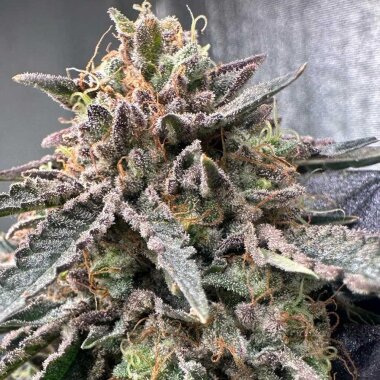 Conscious Genetics Pink Zheez - 7 feminisierte Samen