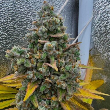 Conscious Genetics Pink Quavers - 7 feminisierte Samen