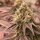 Conscious Genetics Orange Runtz Cake - 7 feminisierte Samen