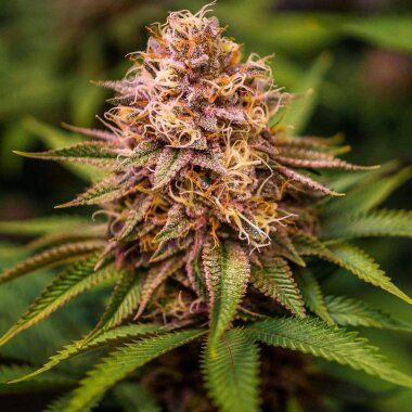 Conscious Genetics Conscious Kush V3 - 7 feminisierte Samen