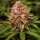 Conscious Genetics Conscious Kush V3 - 7 feminisierte Samen