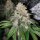 Conscious Genetics Frozen Rose - 7 feminisierte Samen