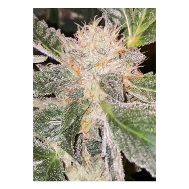 Dankhunters Seeds Co. Kosher Orangez - 10 reguläre...