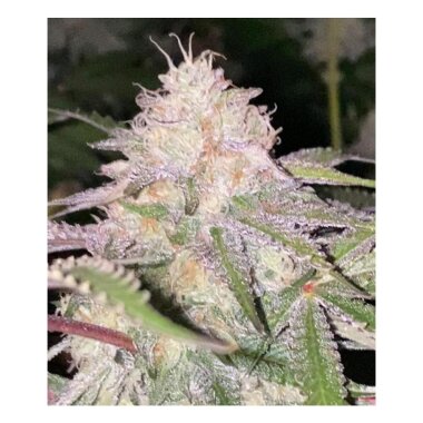 Dankhunters Seeds Co. London Kosher - 10 reguläre Samen