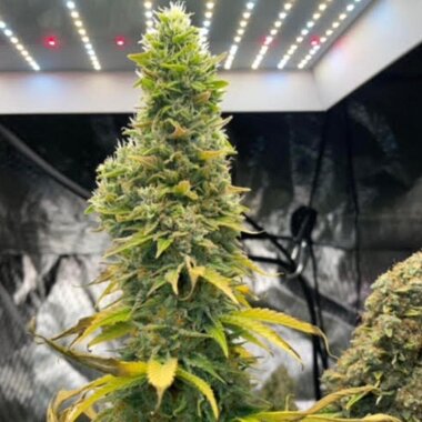 GG Genetics Zlue - 6 feminisierte Samen