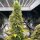 GG Genetics Zlue - 6 feminisierte Samen