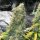 GG Genetics Zlue - 6 feminisierte Samen