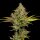 Green Bodhi Hazy Lights - 11 reguläre Samen