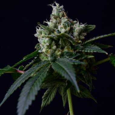 Green Bodhi Sour Chem 78 - 11 reguläre Samen