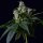 Green Bodhi Sour Chem 78 - 11 reguläre Samen