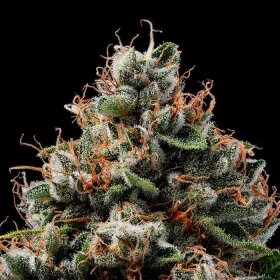 Green Bodhi Sour Best Afghani - 11 reguläre Samen