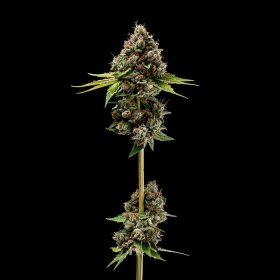 Green Bodhi Sour Best Afghani - 11 reguläre Samen