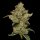 Green Bodhi Sour Best Afghani - 11 reguläre Samen