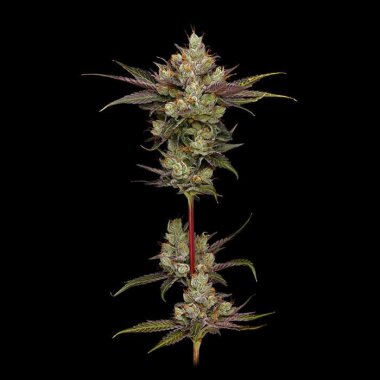 Green Bodhi Northern Lights OG - 11 reguläre Samen